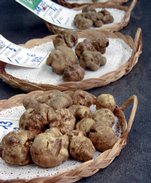 borsa nazionale del tartufo